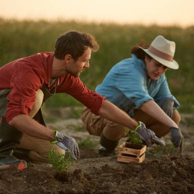 copy of PLAN SOCIAL DENTAL Alares