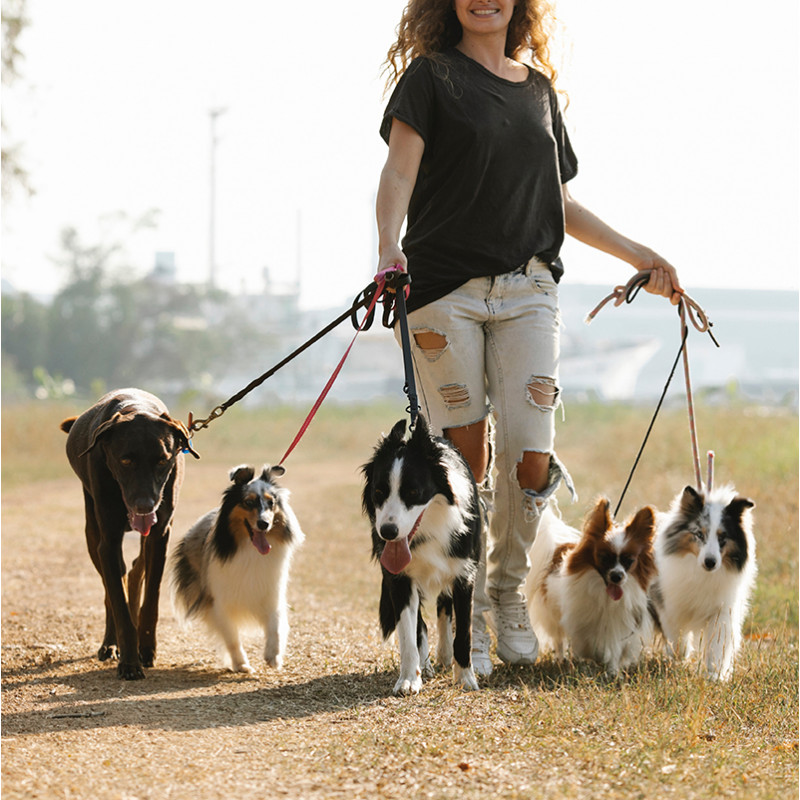 Cuidado y paseo de animales